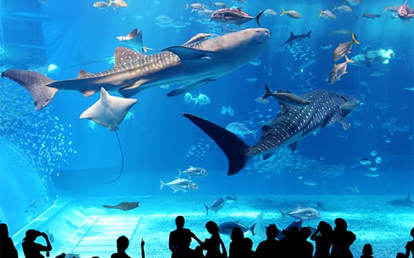 美ら海水族館